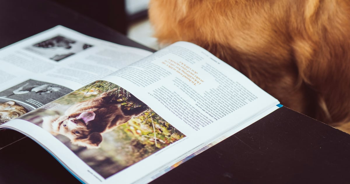 Dog wearing reading glasses sitting behind an open magazine