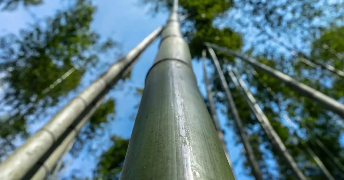 Tall Bamboo Tree