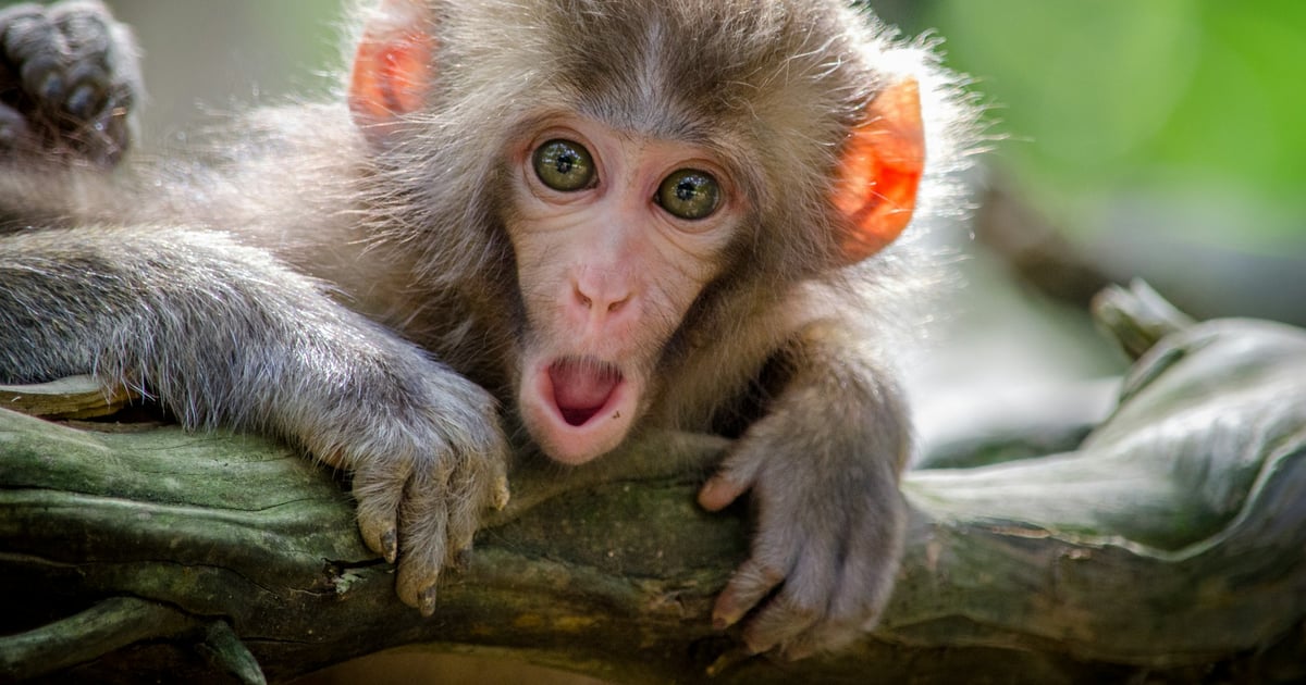 Close-up of a surprised baby monkey with wide eyes and mouth open, resting on a tree branch in a forest setting.