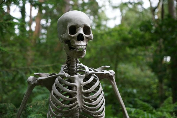 Skeleton in forest: Are Web Components Dead?