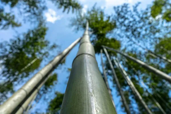 Tall Bamboo Tree